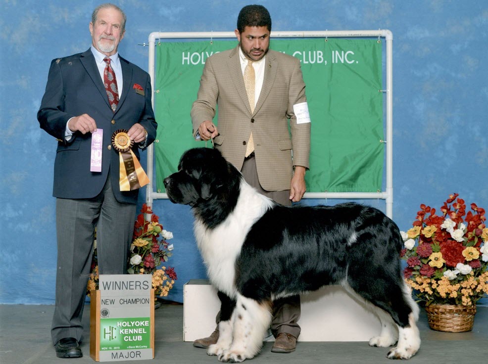 Landseer best sale newfoundland akc